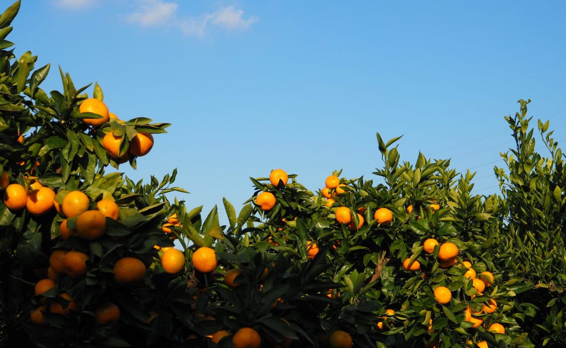 Tangerine farm Jeju